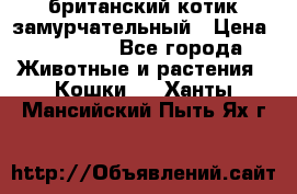 британский котик замурчательный › Цена ­ 12 000 - Все города Животные и растения » Кошки   . Ханты-Мансийский,Пыть-Ях г.